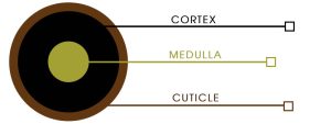 Components of Human Hair