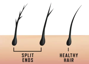 Split-Ends-Hair-Everything-you-need-to-know-and-How-to-Get-Rid-of-It